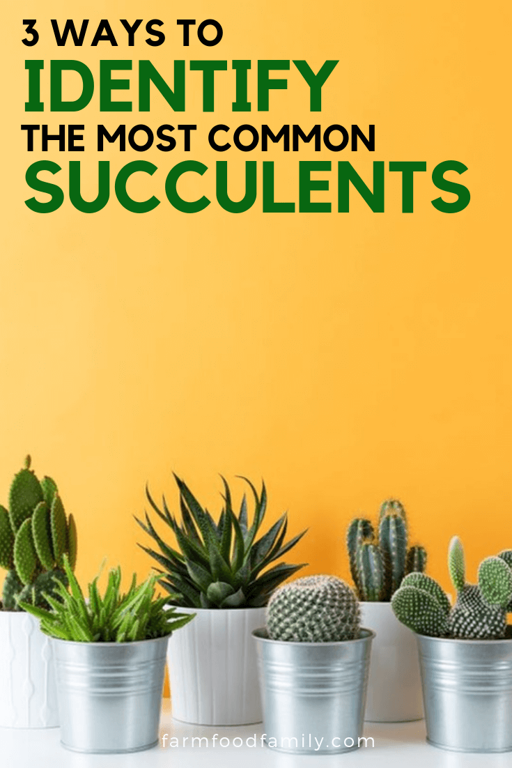 ways to identify succulents