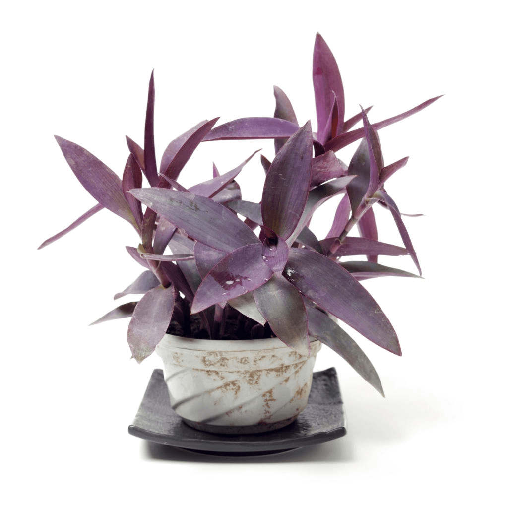 5 Purple heart plant