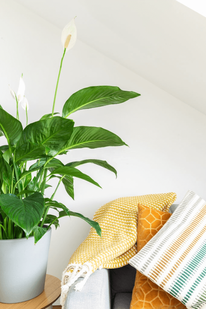 5 peace lily plant