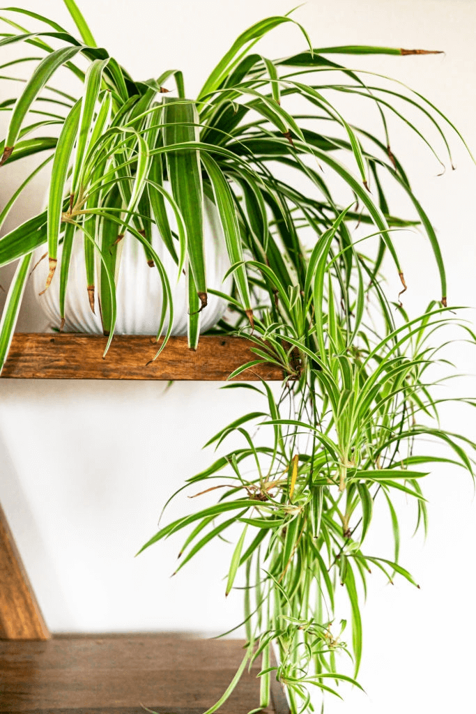 5 spider plant for sleep