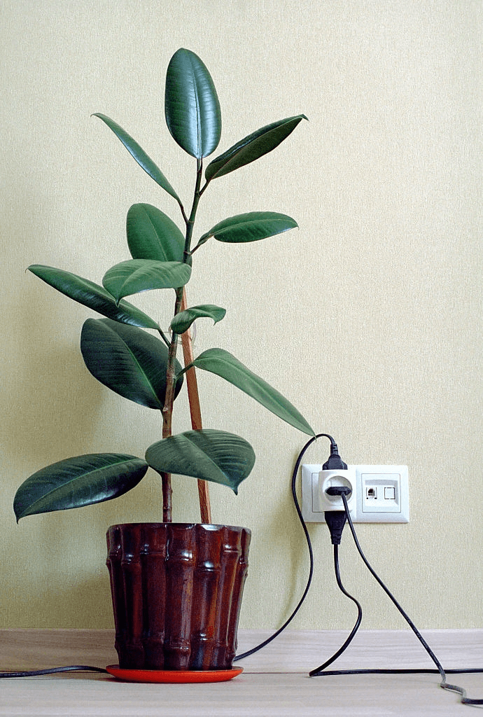 6 rubber plant for sleep