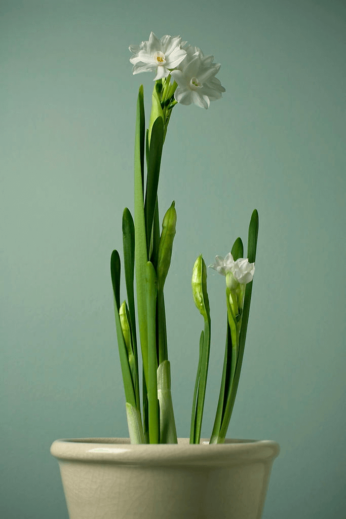 9 paperwhite plant