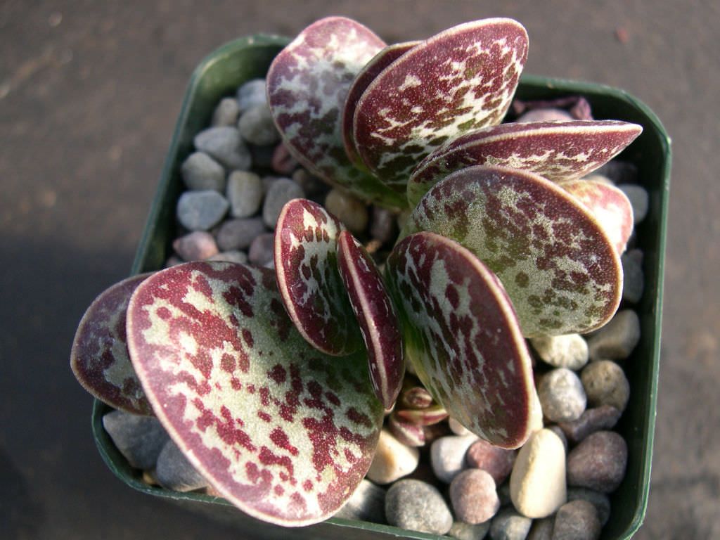 Quick Facts about Adromischus Maculatus 'Calico Hearts'