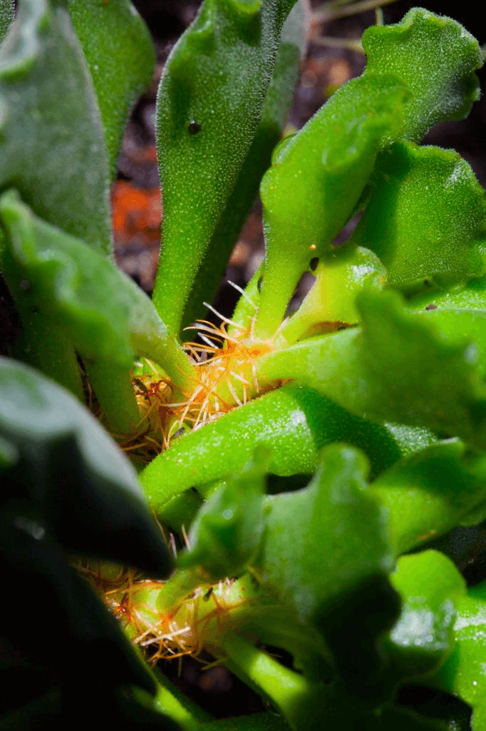 Adromischus cristatus growing