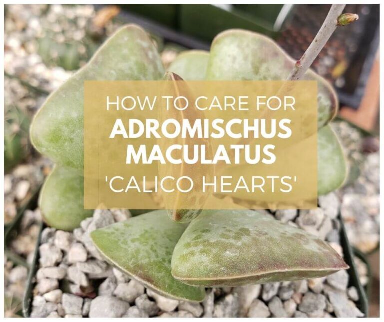 Learn More About Adromischus Maculatus ‘Calico Hearts’