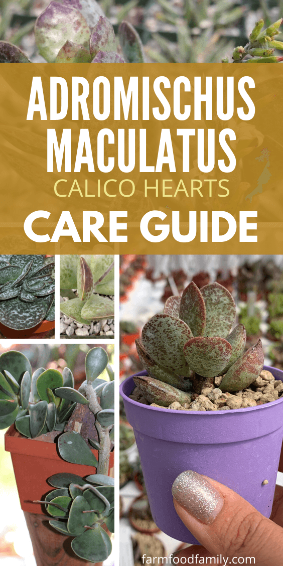 Learn More About Adromischus Maculatus 'Calico Hearts'