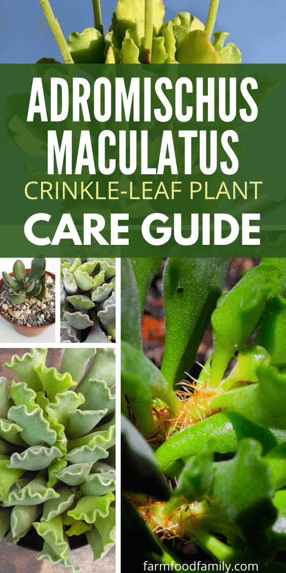 Caring for Adromischus cristatus 'Crinkle-Leaf Plant' succulent