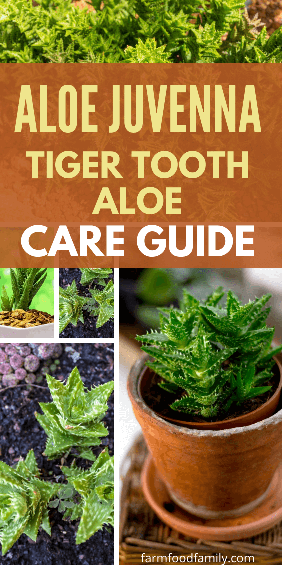 aloe jevenna tiger tooth aloe care guide 1