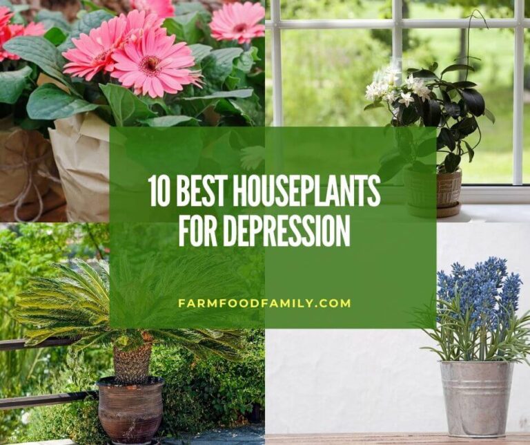 10 Best Houseplants For Depression