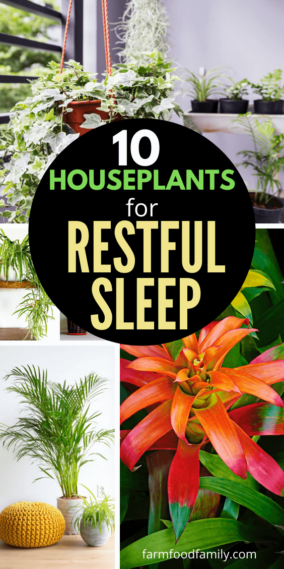 best houseplants for restful sleep