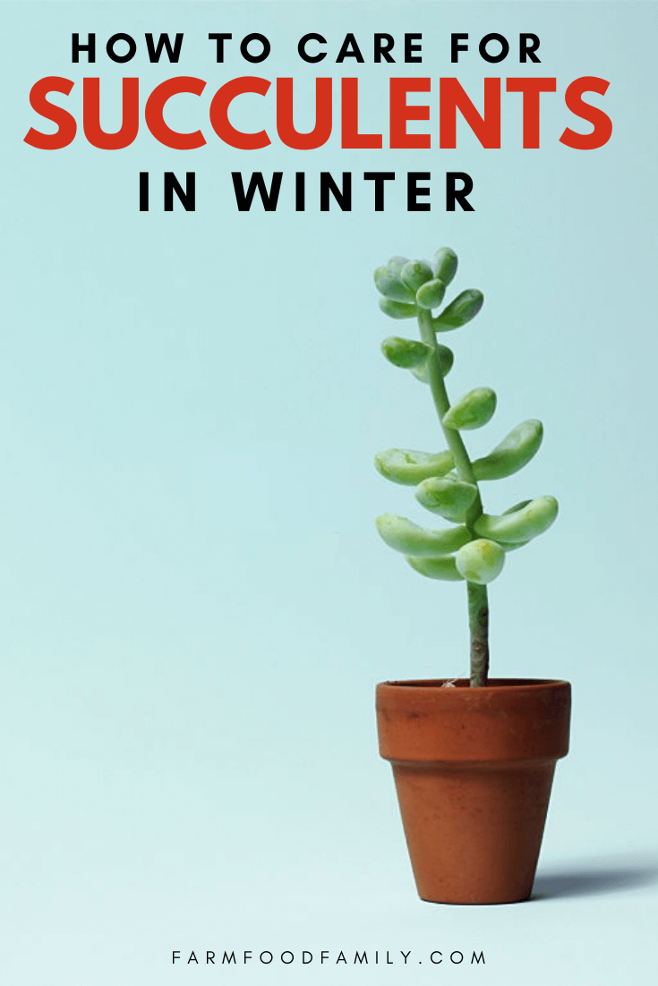 caring for succulents in winter 1