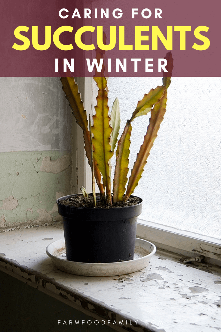 caring for succulents in winter 2