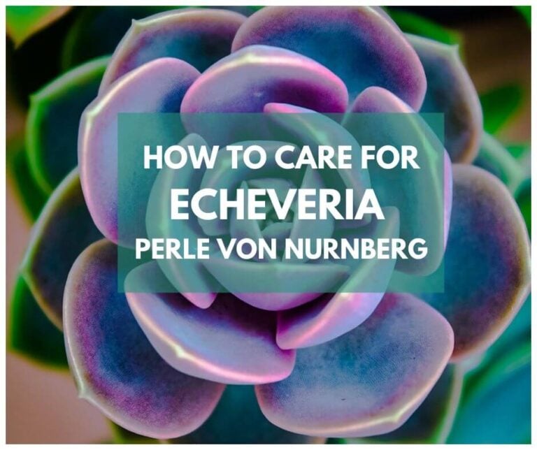 Echeveria ‘Perle von Nurnberg’: Facts, Growing, Care, Problems