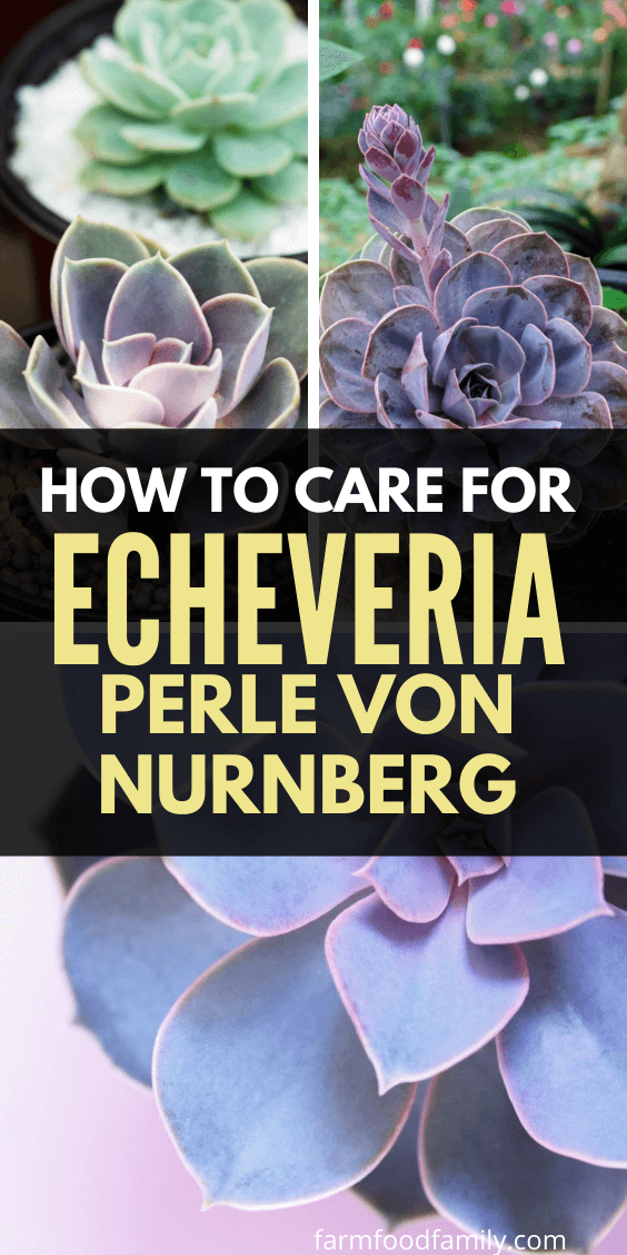 echeveria perle von nurnberg care guide 1