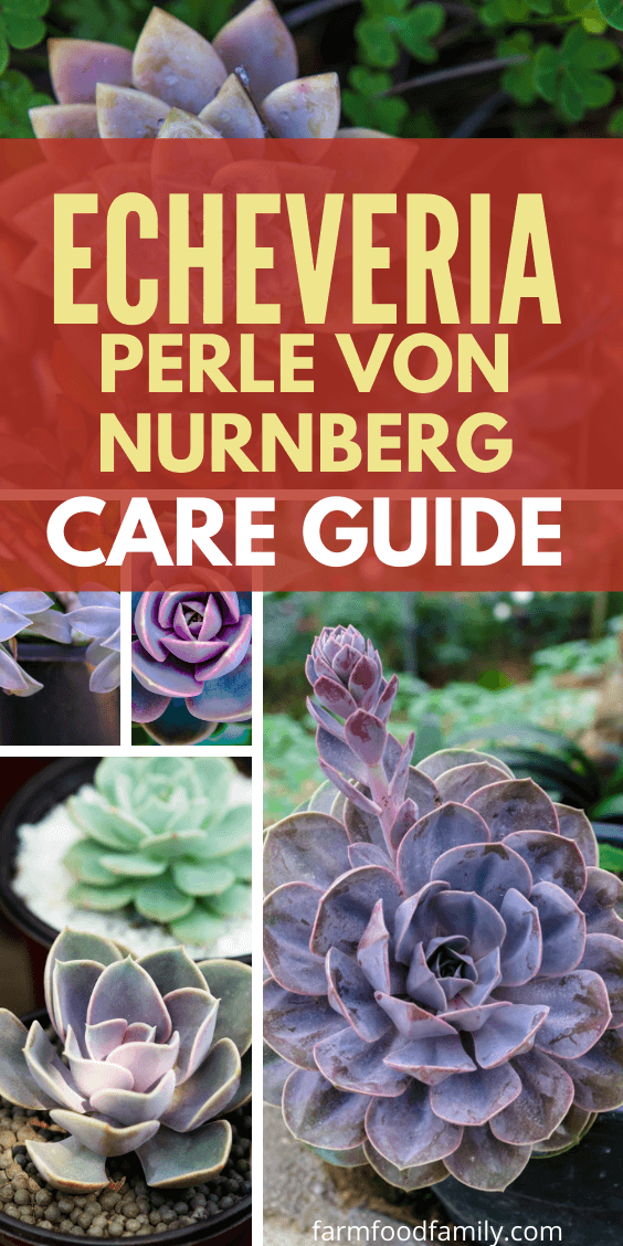 echeveria perle von nurnberg care guide