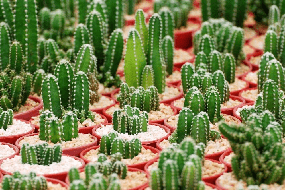 fairy castle cactus outdoor