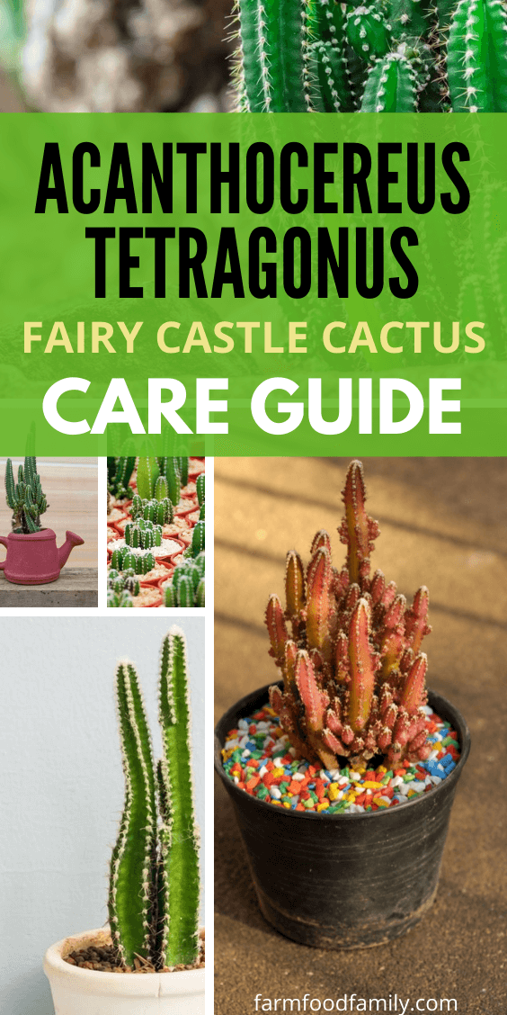 fairy castle cactus planting
