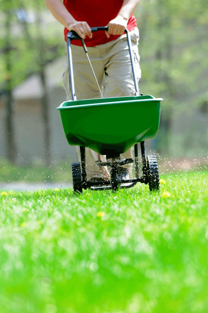 fertilize the lawn