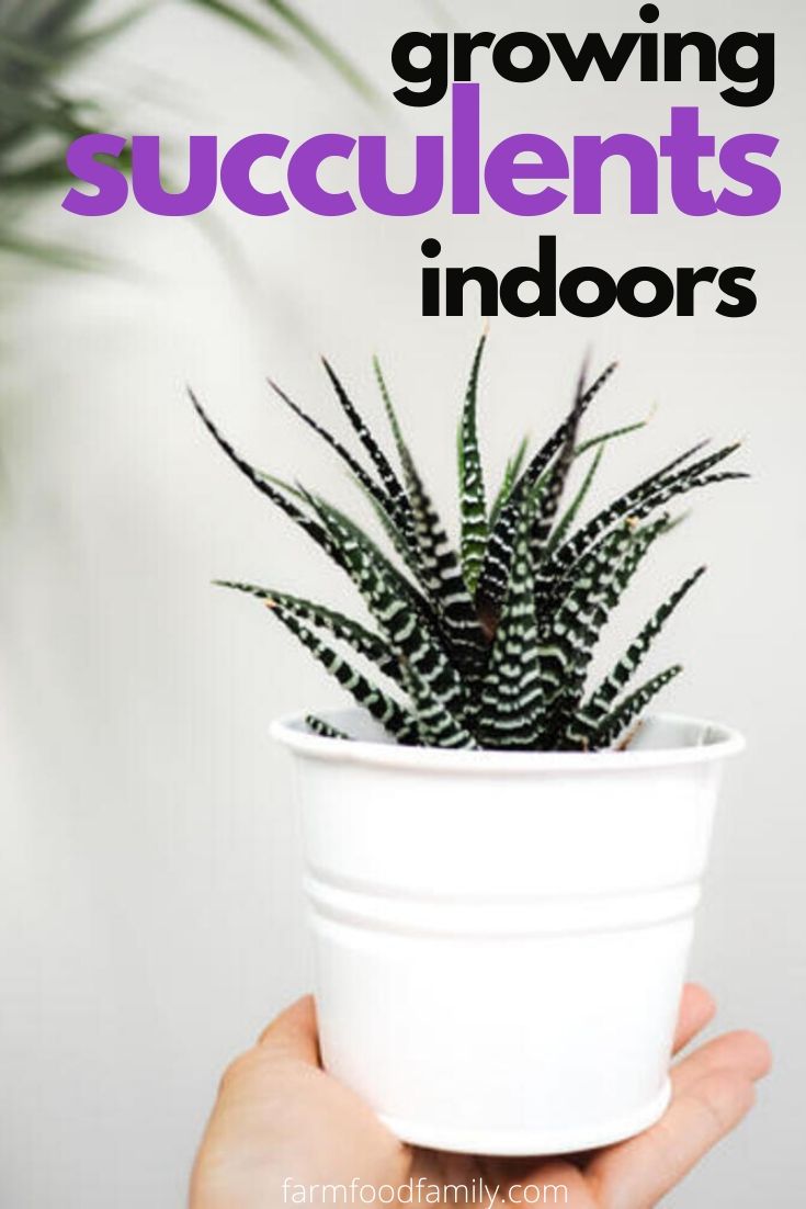 grow succulents indoors