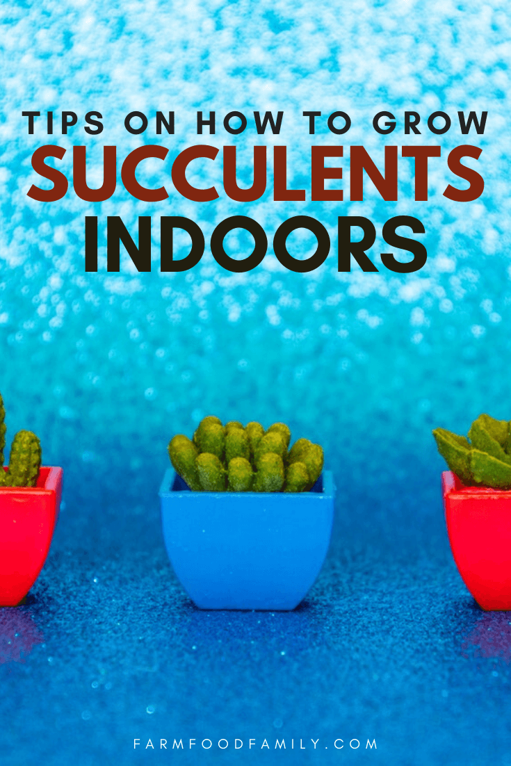 growing succulents indoors 1