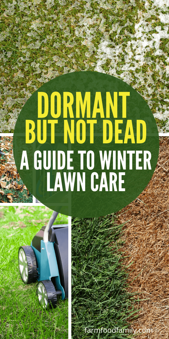 guide to winter lawn care