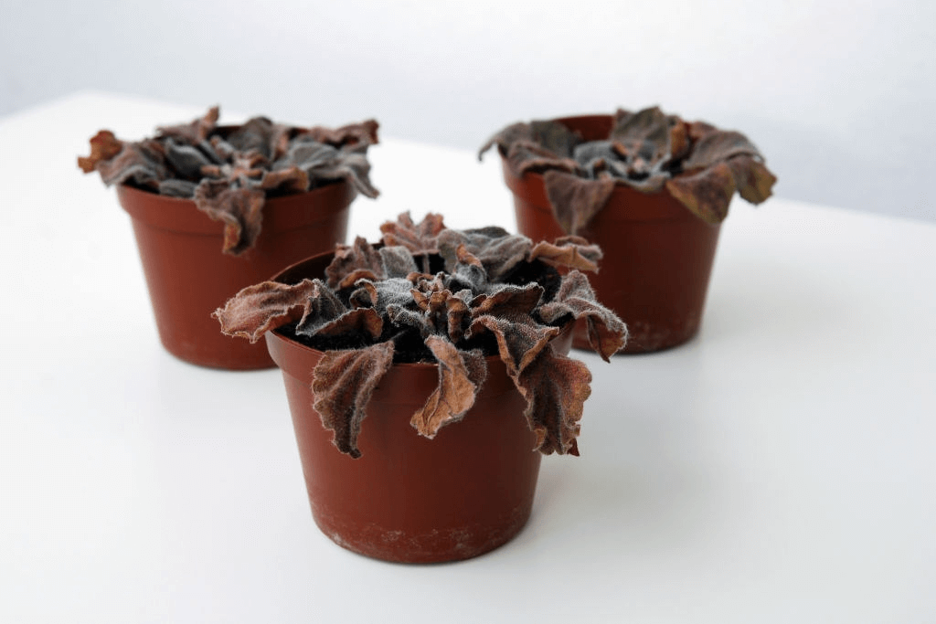 houseplant leaves brown 1