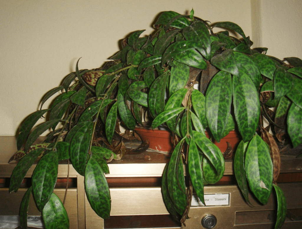 houseplant leaves brown 2