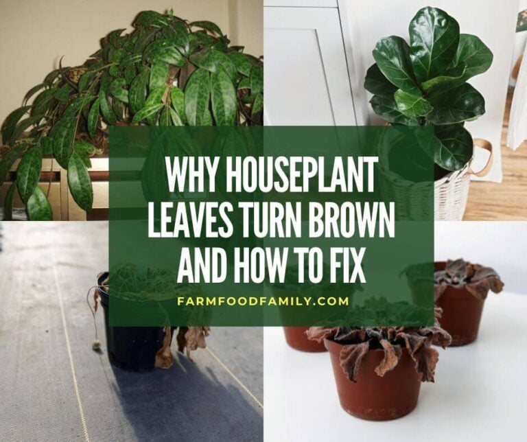 Why Houseplant Leaves Turn Brown? and How To Fix