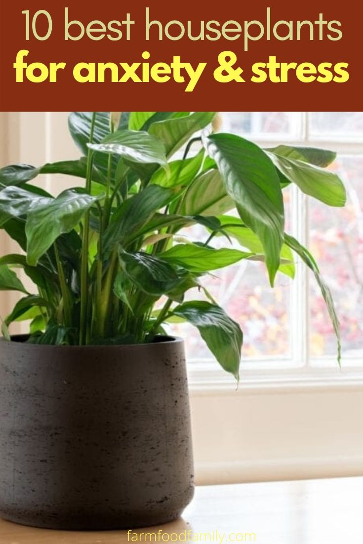 houseplants for anxiety stress