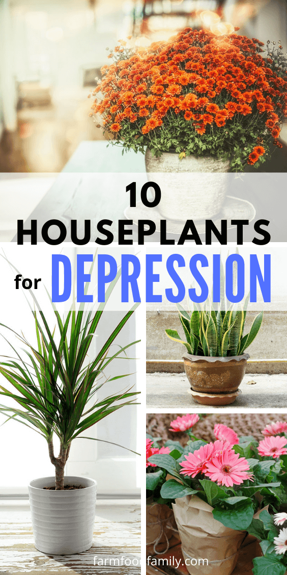 houseplants for depression