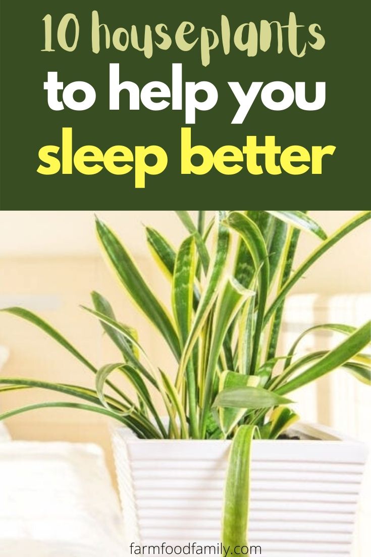 houseplants help you sleep better