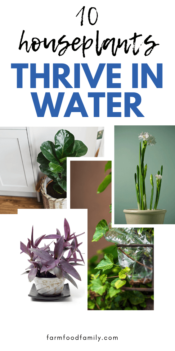 houseplants thrive in water
