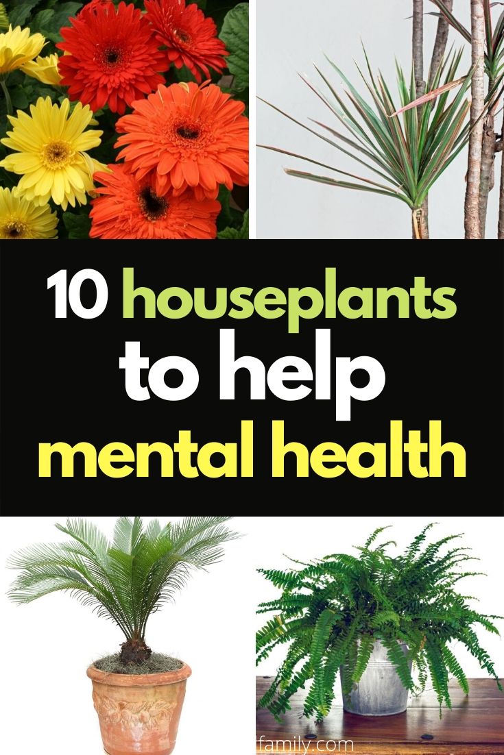 houseplants to help mental health