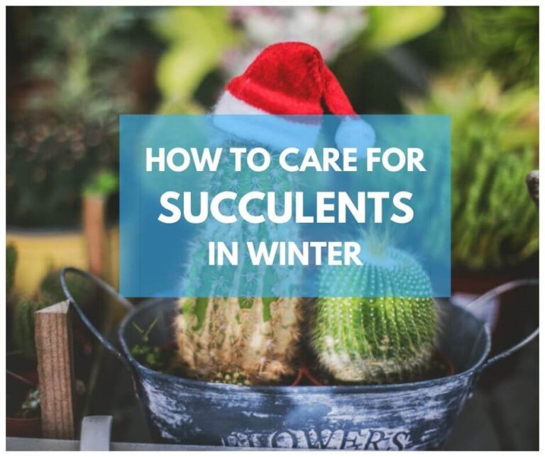 Caring for Succulents in Winter