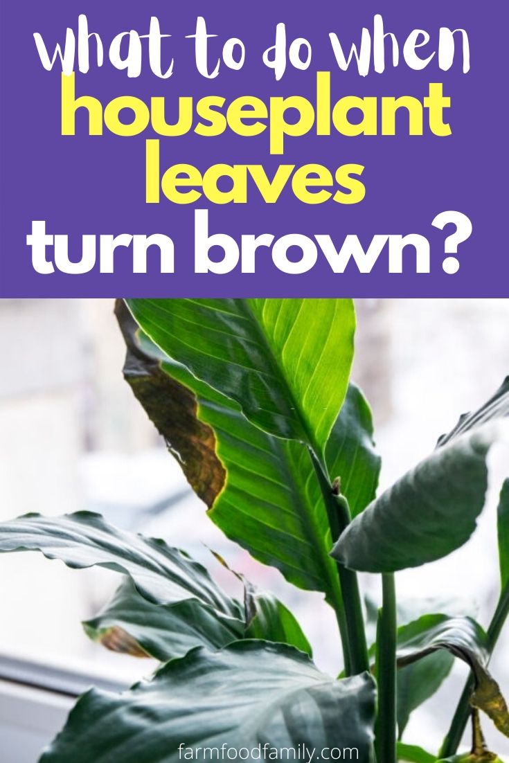 how to fix houseplant leaves turn brown