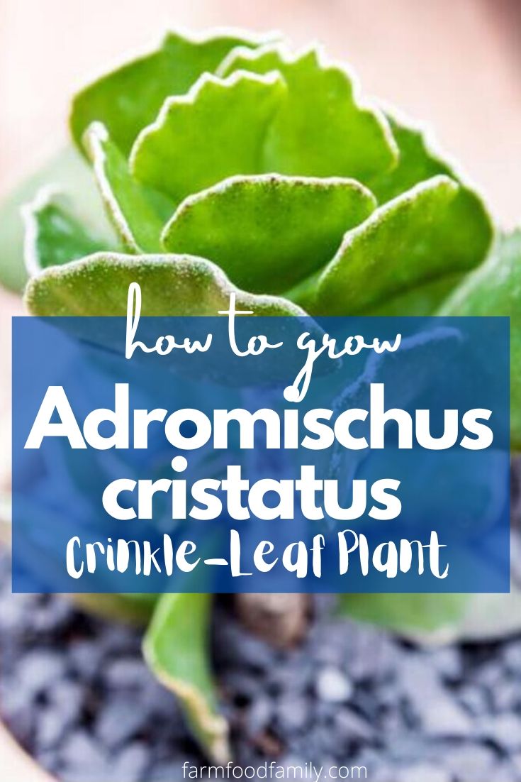 how to grow adromischus cristatus