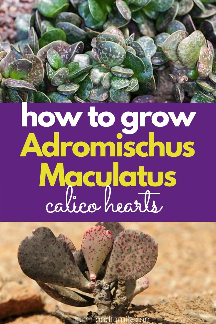 how to grow adromischus maculatus