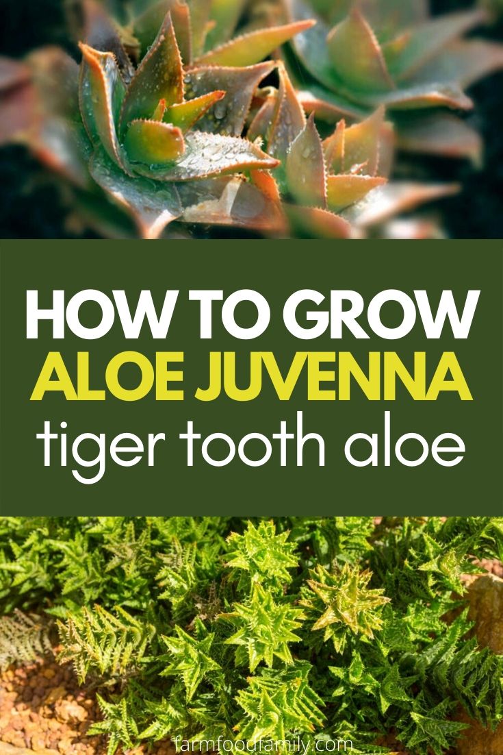 how to grow alo juvenna