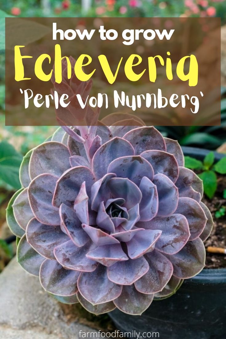 how to grow echeveria perle von nurnberg