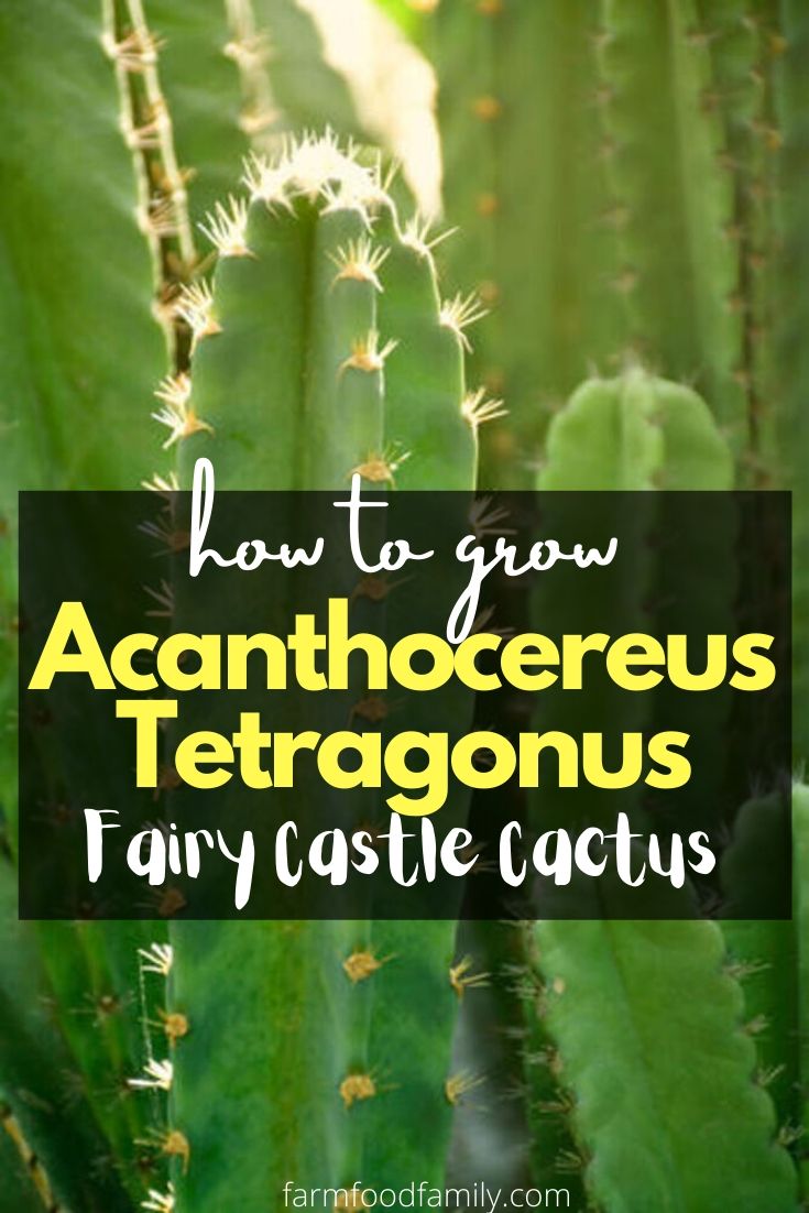 how to grow fairy castle cactus