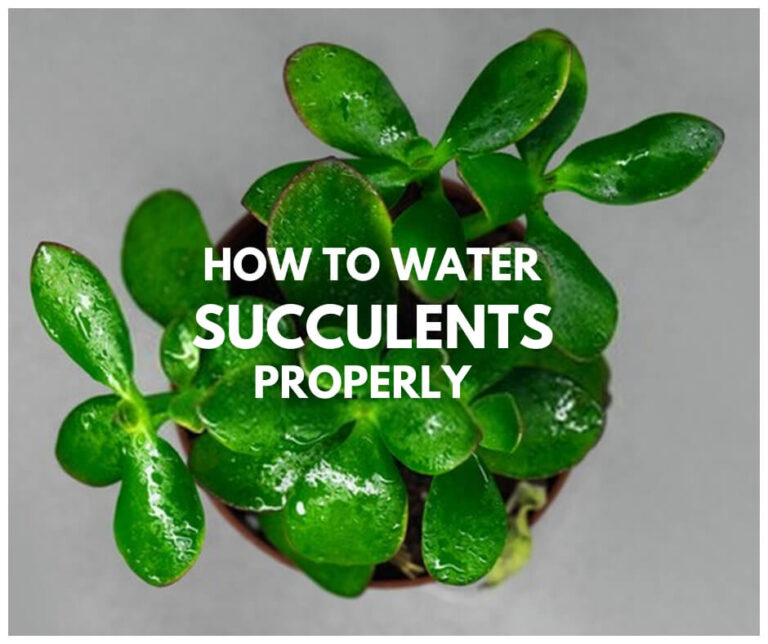How To Water Succulent Plants Properly