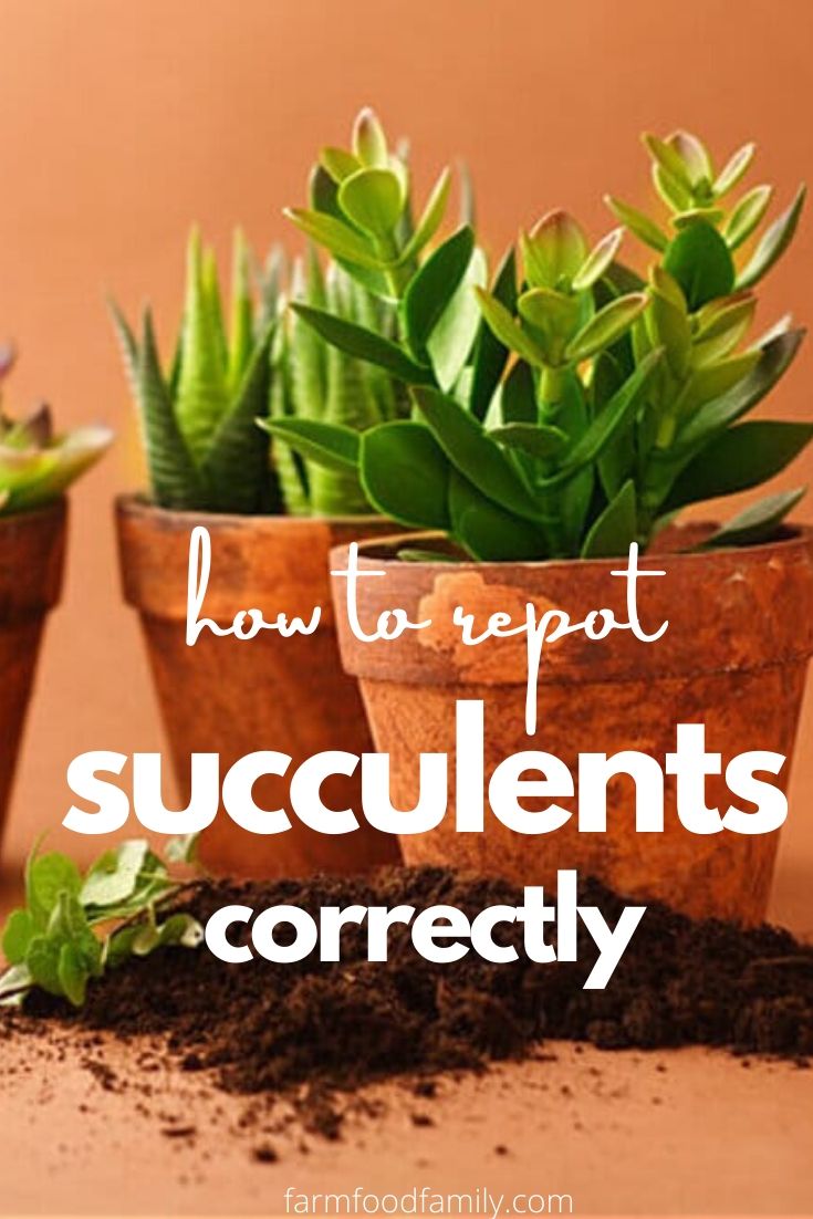 repot succulents