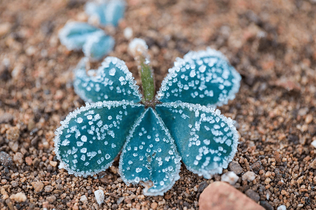 succulents frost
