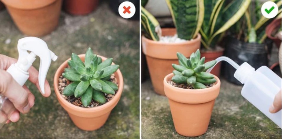 water succulents without drainage