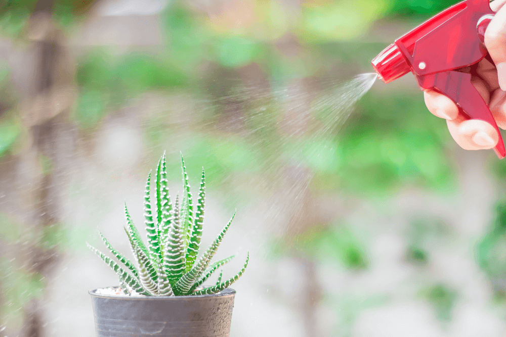 watering baby succulents