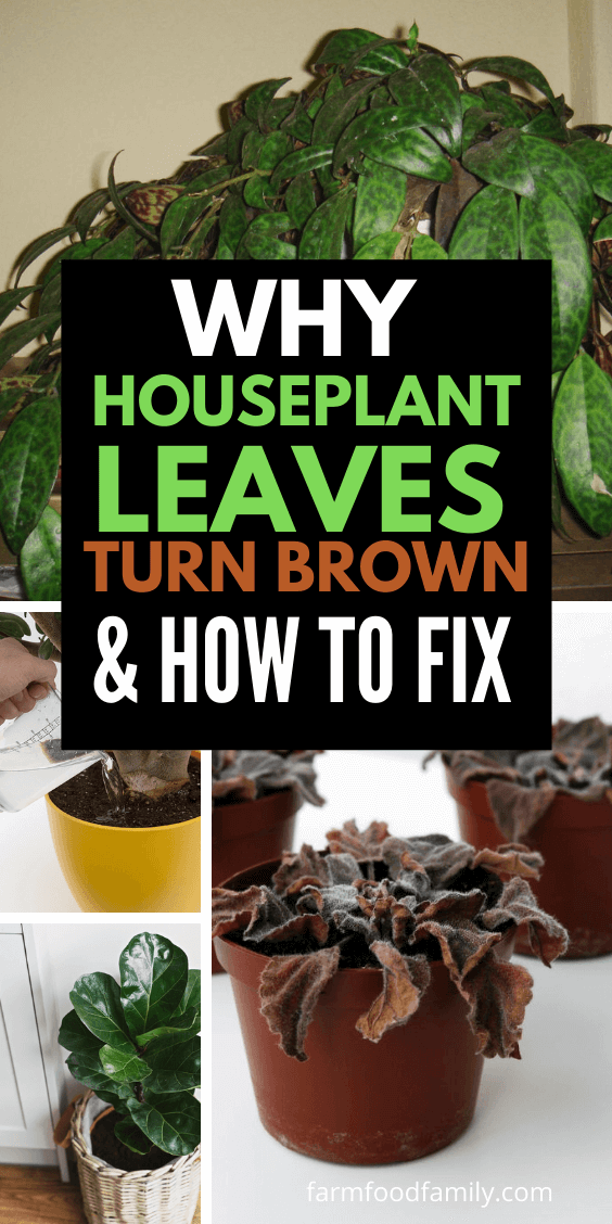 why houseplant leaves turn brown