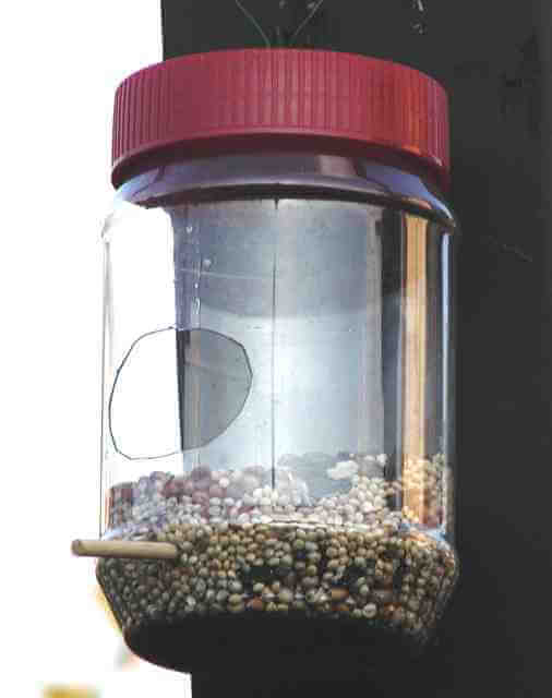 Peanut butter jar bird feeder