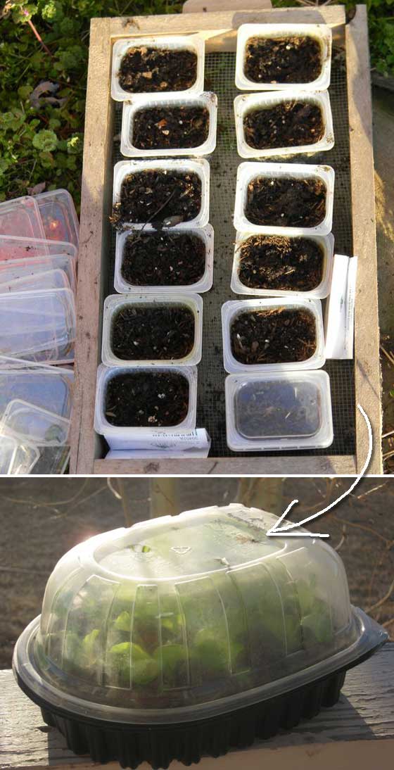 Turn Baby Food Containers into mini GreenHouses for Plant Seedlings