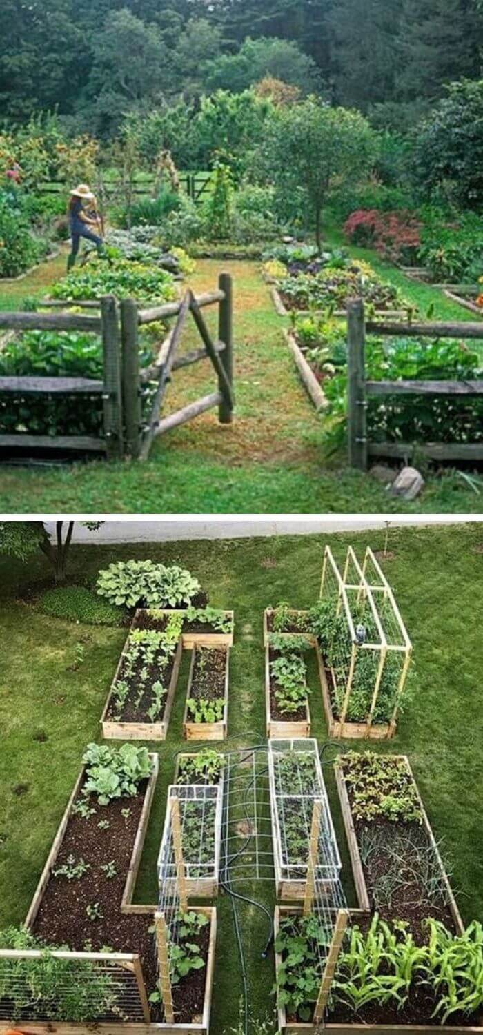 Grow Your Own Veggies