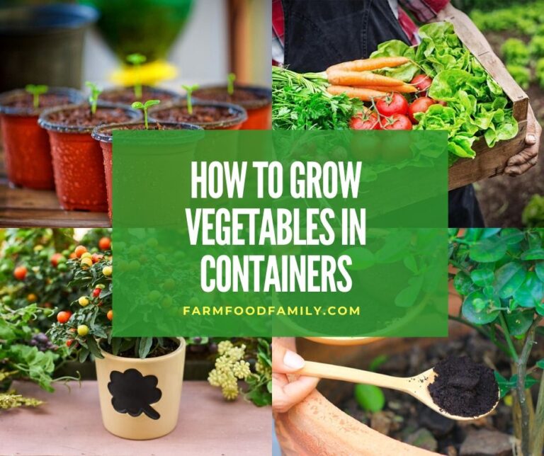 How to successfully grow vegetables in containers